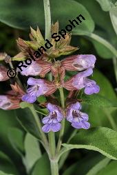 Echter Salbei, Garten-Salbei, Salvia officinalis, Salvia officinalis, Echter Salbei, Lamiaceae, Blühend Kauf von 00899_salvia_officinalis_dsc_4727.jpg