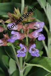Echter Salbei, Garten-Salbei, Salvia officinalis, Salvia officinalis, Echter Salbei, Lamiaceae, Blühend Kauf von 00899_salvia_officinalis_dsc_4728.jpg