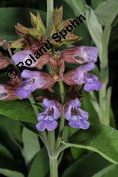Echter Salbei, Garten-Salbei, Salvia officinalis, Salvia officinalis, Echter Salbei, Lamiaceae, Blühend Kauf von 00899_salvia_officinalis_dsc_4729.jpg