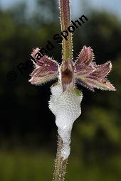 Wiesen-Salbei, Salvia pratensis, Lamiaceae, Salvia pratensis, Wiesen-Salbei, Blatt Kauf von 00900_salvia_pratensis_dsc_1021.jpg