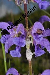 Wiesen-Salbei, Salvia pratensis, Lamiaceae, Salvia pratensis, Wiesen-Salbei, Blatt Kauf von 00900_salvia_pratensis_dsc_1024.jpg