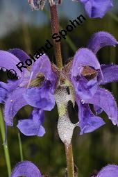 Wiesen-Salbei, Salvia pratensis, Lamiaceae, Salvia pratensis, Wiesen-Salbei, Blatt Kauf von 00900_salvia_pratensis_dsc_1025.jpg