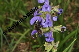 Wiesen-Salbei, Salvia pratensis, Lamiaceae, Salvia pratensis, Wiesen-Salbei, Blatt Kauf von 00900_salvia_pratensis_dsc_3066.jpg