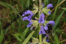 Wiesen-Salbei, Salvia pratensis, Lamiaceae, Salvia pratensis, Wiesen-Salbei, Blatt Kauf von 00900_salvia_pratensis_dsc_3067.jpg