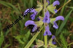 Wiesen-Salbei, Salvia pratensis, Lamiaceae, Salvia pratensis, Wiesen-Salbei, Blatt Kauf von 00900_salvia_pratensis_dsc_3068.jpg