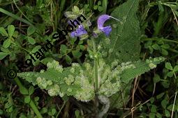 Wiesen-Salbei, Salvia pratensis, Lamiaceae, Salvia pratensis, Wiesen-Salbei, Blatt Kauf von 00900_salvia_pratensis_dsc_4063.jpg