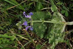 Wiesen-Salbei, Salvia pratensis, Lamiaceae, Salvia pratensis, Wiesen-Salbei, Blatt Kauf von 00900_salvia_pratensis_dsc_4064.jpg