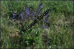 Wiesen-Salbei, Salvia pratensis, Lamiaceae, Salvia pratensis, Wiesen-Salbei, Blatt Kauf von 00900salvia_pratensis_img_1797.jpg