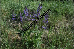 Wiesen-Salbei, Salvia pratensis, Lamiaceae, Salvia pratensis, Wiesen-Salbei, Blatt Kauf von 00900salvia_pratensis_img_1798.jpg