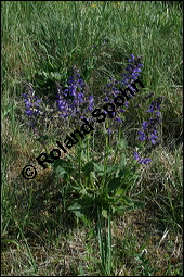 Wiesen-Salbei, Salvia pratensis, Lamiaceae, Salvia pratensis, Wiesen-Salbei, Blatt Kauf von 00900salvia_pratensisimg_1799.jpg