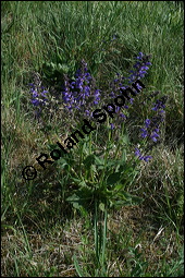 Wiesen-Salbei, Salvia pratensis, Lamiaceae, Salvia pratensis, Wiesen-Salbei, Blatt Kauf von 00900salvia_pratensisimg_1800.jpg