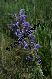 Wiesen-Salbei, Salvia pratensis, Lamiaceae, Salvia pratensis, Wiesen-Salbei, Blatt Kauf von 00900salvia_pratensisimg_1801.jpg