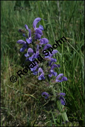 Wiesen-Salbei, Salvia pratensis, Lamiaceae, Salvia pratensis, Wiesen-Salbei, Blatt Kauf von 00900salvia_pratensisimg_1802.jpg