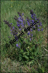 Wiesen-Salbei, Salvia pratensis, Lamiaceae, Salvia pratensis, Wiesen-Salbei, Blatt Kauf von 00900salvia_pratensisimg_1803.jpg