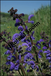 Wiesen-Salbei, Salvia pratensis, Lamiaceae, Salvia pratensis, Wiesen-Salbei, Blatt Kauf von 00900salvia_pratensisimg_1804.jpg