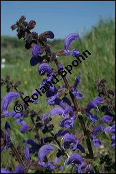 Wiesen-Salbei, Salvia pratensis, Lamiaceae, Salvia pratensis, Wiesen-Salbei, Blatt Kauf von 00900salvia_pratensisimg_1805.jpg