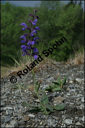 Wiesen-Salbei, Salvia pratensis, Lamiaceae, Salvia pratensis, Wiesen-Salbei, Blatt Kauf von 00900salvia_pratensisimg_1900.jpg