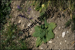 Wiesen-Salbei, Salvia pratensis, Lamiaceae, Salvia pratensis, Wiesen-Salbei, Blatt Kauf von 00900salvia_pratensisimg_4420.jpg