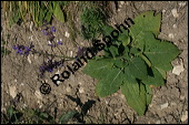 Wiesen-Salbei, Salvia pratensis, Lamiaceae, Salvia pratensis, Wiesen-Salbei, Blatt Kauf von 00900salvia_pratensisimg_4421.jpg