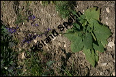 Wiesen-Salbei, Salvia pratensis, Lamiaceae, Salvia pratensis, Wiesen-Salbei, Blatt Kauf von 00900salvia_pratensisimg_4422.jpg