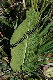 Wiesen-Salbei, Salvia pratensis, Lamiaceae, Salvia pratensis, Wiesen-Salbei, Blatt Kauf von 00900salvia_pratensisimg_4430.jpg