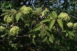 Trauben-Holunder, Sambucus racemosa, Caprifoliaceae, Sambucus racemosa, Trauben-Holunder, fruchtend Kauf von 00903sambucus_racemosa_img_1703.jpg