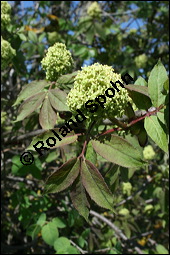 Trauben-Holunder, Sambucus racemosa, Caprifoliaceae, Sambucus racemosa, Trauben-Holunder, fruchtend Kauf von 00903sambucus_racemosaimg_1704.jpg
