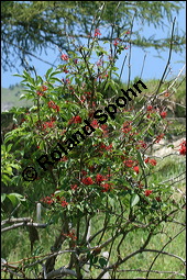 Trauben-Holunder, Sambucus racemosa, Caprifoliaceae, Sambucus racemosa, Trauben-Holunder, fruchtend Kauf von 00903sambucus_racemosaimg_3236.jpg