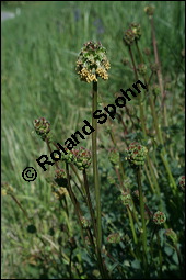 Kleiner Wiesenknopf, Pimpinelle, Sanguisorba minor, Rosaceae, Sanguisorba minor, Kleiner Wiesenknopf, Blühend Kauf von 00905sanguisorba_minorimg_1806.jpg