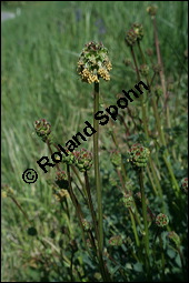 Kleiner Wiesenknopf, Pimpinelle, Sanguisorba minor, Rosaceae, Sanguisorba minor, Kleiner Wiesenknopf, Blhend Kauf von 00905sanguisorba_minorimg_1806.jpg