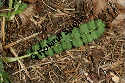 Kleiner Wiesenknopf, Pimpinelle, Sanguisorba minor, Rosaceae, Sanguisorba minor, Kleiner Wiesenknopf, Blühend Kauf von 00905sanguisorba_minorimg_6571.jpg