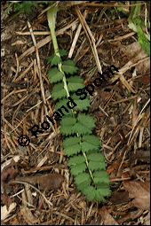 Kleiner Wiesenknopf, Pimpinelle, Sanguisorba minor, Rosaceae, Sanguisorba minor, Kleiner Wiesenknopf, Blühend Kauf von 00905sanguisorba_minorimg_6572.jpg