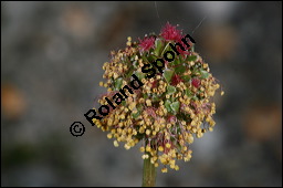 Kleiner Wiesenknopf, Pimpinelle, Sanguisorba minor, Rosaceae, Sanguisorba minor, Kleiner Wiesenknopf, Blühend Kauf von 00905sanguisorba_minorimg_6840.jpg