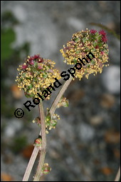 Kleiner Wiesenknopf, Pimpinelle, Sanguisorba minor, Rosaceae, Sanguisorba minor, Kleiner Wiesenknopf, Blühend Kauf von 00905sanguisorba_minorimg_6841.jpg