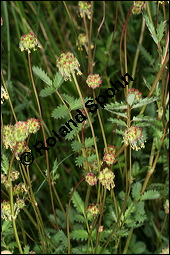 Kleiner Wiesenknopf, Pimpinelle, Sanguisorba minor, Rosaceae, Sanguisorba minor, Kleiner Wiesenknopf, Blühend Kauf von 00905sanguisorba_minorimg_7477.jpg