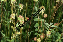 Kleiner Wiesenknopf, Pimpinelle, Sanguisorba minor, Rosaceae, Sanguisorba minor, Kleiner Wiesenknopf, Blühend Kauf von 00905sanguisorba_minorimg_7478.jpg