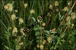 Kleiner Wiesenknopf, Pimpinelle, Sanguisorba minor, Rosaceae, Sanguisorba minor, Kleiner Wiesenknopf, Blühend Kauf von 00905sanguisorba_minorimg_7479.jpg