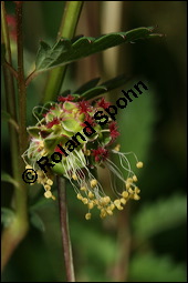 Kleiner Wiesenknopf, Pimpinelle, Sanguisorba minor, Rosaceae, Sanguisorba minor, Kleiner Wiesenknopf, Blühend Kauf von 00905sanguisorba_minorimg_7480.jpg