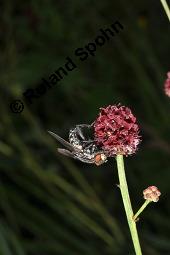 Großer Wiesenknopf, Sanguisorba officinalis, Rosaceae, Sanguisorba officinalis, Sanguisorba major, Großer Wiesenknopf, Blütenkopf Kauf von 00906_sanguisorba_officinalis_dsc_6057.jpg