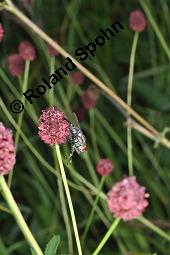 Großer Wiesenknopf, Sanguisorba officinalis, Rosaceae, Sanguisorba officinalis, Sanguisorba major, Großer Wiesenknopf, Blütenkopf Kauf von 00906_sanguisorba_officinalis_dsc_6058.jpg