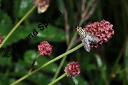 Großer Wiesenknopf, Sanguisorba officinalis, Rosaceae, Sanguisorba officinalis, Sanguisorba major, Großer Wiesenknopf, Blütenkopf Kauf von 00906_sanguisorba_officinalis_dsc_6089.jpg