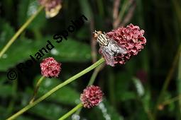 Großer Wiesenknopf, Sanguisorba officinalis, Rosaceae, Sanguisorba officinalis, Sanguisorba major, Großer Wiesenknopf, Blütenkopf Kauf von 00906_sanguisorba_officinalis_dsc_6090.jpg