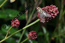 Groer Wiesenknopf, Sanguisorba officinalis, Rosaceae, Sanguisorba officinalis, Sanguisorba major, Groer Wiesenknopf, Bltenkopf Kauf von 00906_sanguisorba_officinalis_dsc_6091.jpg