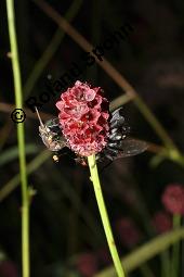 Groer Wiesenknopf, Sanguisorba officinalis, Rosaceae, Sanguisorba officinalis, Sanguisorba major, Groer Wiesenknopf, Bltenkopf Kauf von 00906_sanguisorba_officinalis_dsc_6092.jpg