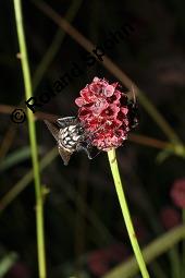 Groer Wiesenknopf, Sanguisorba officinalis, Rosaceae, Sanguisorba officinalis, Sanguisorba major, Groer Wiesenknopf, Bltenkopf Kauf von 00906_sanguisorba_officinalis_dsc_6094.jpg