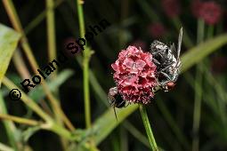 Groer Wiesenknopf, Sanguisorba officinalis, Rosaceae, Sanguisorba officinalis, Sanguisorba major, Groer Wiesenknopf, Bltenkopf Kauf von 00906_sanguisorba_officinalis_dsc_6095.jpg