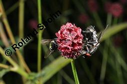 Großer Wiesenknopf, Sanguisorba officinalis, Rosaceae, Sanguisorba officinalis, Sanguisorba major, Großer Wiesenknopf, Blütenkopf Kauf von 00906_sanguisorba_officinalis_dsc_6096.jpg