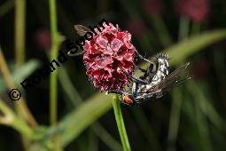 Groer Wiesenknopf, Sanguisorba officinalis, Rosaceae, Sanguisorba officinalis, Sanguisorba major, Groer Wiesenknopf, Bltenkopf Kauf von 00906_sanguisorba_officinalis_dsc_6097.jpg