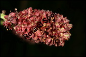 Großer Wiesenknopf, Sanguisorba officinalis, Rosaceae, Sanguisorba officinalis, Sanguisorba major, Großer Wiesenknopf, Blütenkopf Kauf von 00906sanguisorba_officinalisimg_4007.jpg