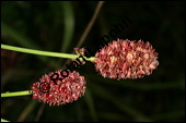 Groer Wiesenknopf, Sanguisorba officinalis, Rosaceae, Sanguisorba officinalis, Sanguisorba major, Groer Wiesenknopf, Bltenkopf Kauf von 00906sanguisorba_officinalisimg_4009.jpg